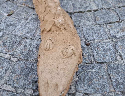Mit Licht im Herzen – Michaeli 2026